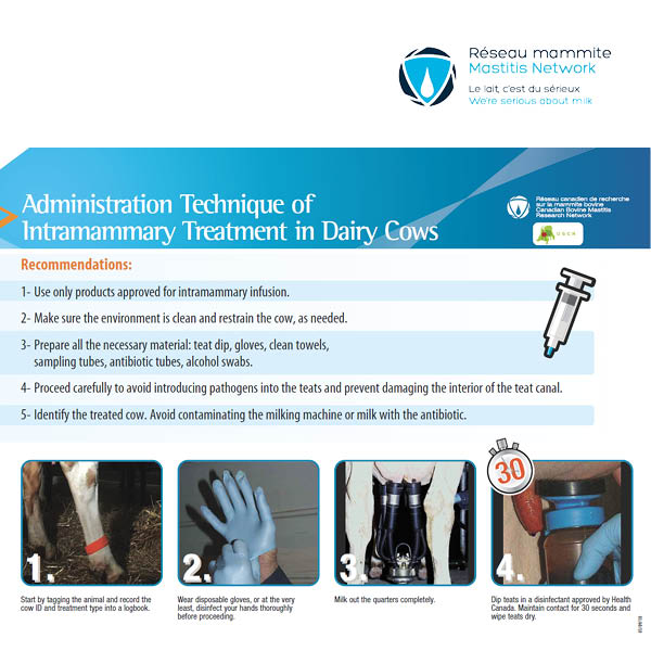 Administration Technique of Intramammary Treatment in Dairy Cows