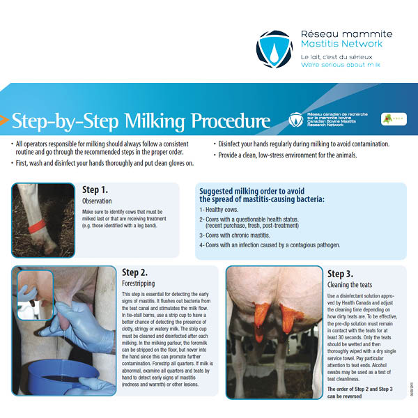 Step-by-Step Milking Procedure