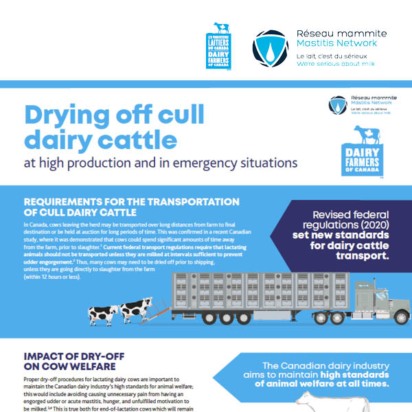 Drying off cull dairy cattle at high production and in emergency situations